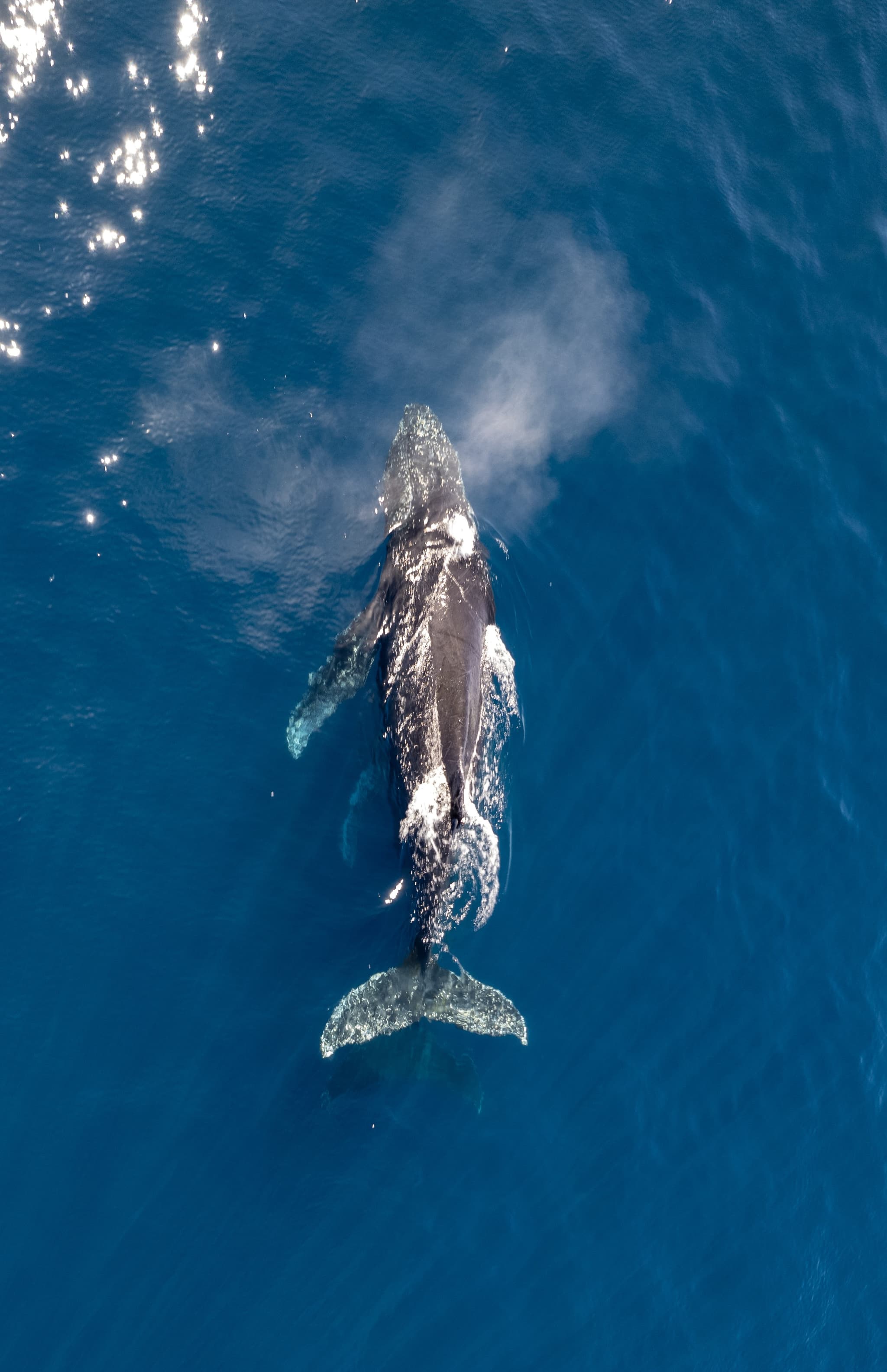 Whales